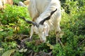 White Goat In the Forest Of H.P India