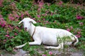 White goat on free range in green grass with pink flowers. Summer pastoral landscape with cute goat