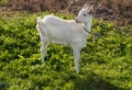 Goat with a funny muzzle is grazed on a meadow Royalty Free Stock Photo