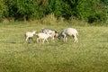 White goat with goats graze on green meadow. Summer sunny day. Royalty Free Stock Photo