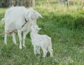 White goat on the grass, goat and baby goat