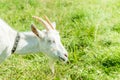 White goat graze on the meadow Royalty Free Stock Photo