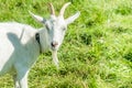 White goat graze on the meadow. Royalty Free Stock Photo