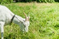 White goat graze on the meadow. Royalty Free Stock Photo