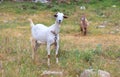 White goat grazed on a green meadow with flowers Royalty Free Stock Photo