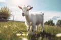 White goat grazes in a field with green grass and dandelions on a sunny day. Horned goat walks on a green meadow. Generative AI Royalty Free Stock Photo