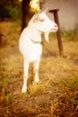White goat grazes in a rural garden near house in autumn Royalty Free Stock Photo