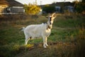 White goat grazes in a rural garden near houses, autumn sunset Royalty Free Stock Photo