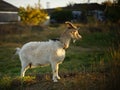 White goat grazes in a rural garden at sunset Royalty Free Stock Photo