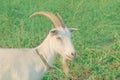 White goat grazing in the field