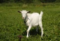 White goat grazing on green grass Royalty Free Stock Photo