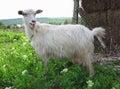 White goat grazing on a green meadow on sunny day Royalty Free Stock Photo