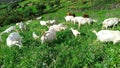 White goat grazing on the meadow in a springtime Royalty Free Stock Photo