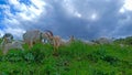 White goat grazing on the meadow on a springtime Royalty Free Stock Photo