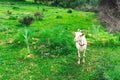 White goat grazing on the meadow in a springtime Royalty Free Stock Photo