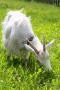 White goat grazing on the meadow Royalty Free Stock Photo