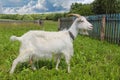 White goat grazing Royalty Free Stock Photo