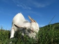 White goat grazing on a summer mountain meadow Royalty Free Stock Photo