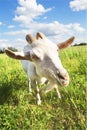 White goat grazing on a sunny summer meadow close-up