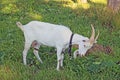 White goat grazing in the yard in a clearing with green grass