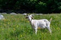 White goat in the green fresh grass Royalty Free Stock Photo