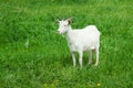 White goat