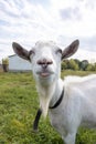 Goat on grass Royalty Free Stock Photo