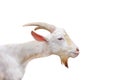 White goat head standing open eye isolated on white background ,clipping path,apra aegagrus hircus relaxed time