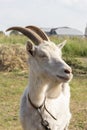 White goat with horns and a beard, portrait profile close-up. Farmer goat on the meadow, beautiful goat profile Royalty Free Stock Photo