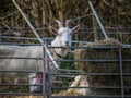 White goat in improvised pen on smallholding. Agriculture uk.
