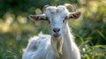 A white goat with horns stares directly at the camera with a curious and slightly mischievous expression. Its white fur is Royalty Free Stock Photo