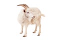 White goat isolated on white background. Royalty Free Stock Photo