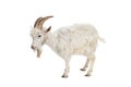 White goat isolated on white background. Royalty Free Stock Photo