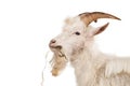 White goat isolated on white background. Royalty Free Stock Photo