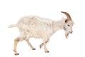 White goat isolated on white background.