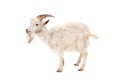 White goat isolated on white background. Royalty Free Stock Photo