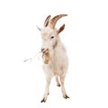 White goat isolated on white background.