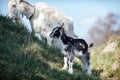 White goat and its little black and white goatling Royalty Free Stock Photo