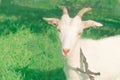 Close up white young goat in farm in a meadow Royalty Free Stock Photo