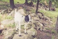 White Goat kid with black lop ears stands on rocks