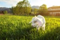 White goat kid grazes on green spring grass meadow, sun back light farm in background, wide angle photo Royalty Free Stock Photo