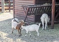 White goat kids playing, goatling, outdoor Royalty Free Stock Photo