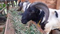 A white goat with long black horns is ready to be sacrificed on Eid al-Adha