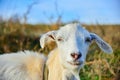 A white goat with long ears looks into the camera on the grass Royalty Free Stock Photo