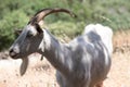 Portrait of a white goat with long horns on a farm in a village in Italy Royalty Free Stock Photo