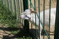 White goat looks out from behind a fence on a farm, white goat on livestock farms, animals