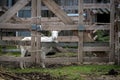 A white goat looks out of a wooden fence Royalty Free Stock Photo