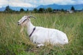White Goat Lying in Grass Field with Mountains Behind