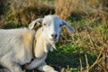 A white goat is lying in the grass and looking at the camera in the pasture Royalty Free Stock Photo