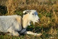 A white goat is lying in the grass and looking at the camera in the pasture Royalty Free Stock Photo